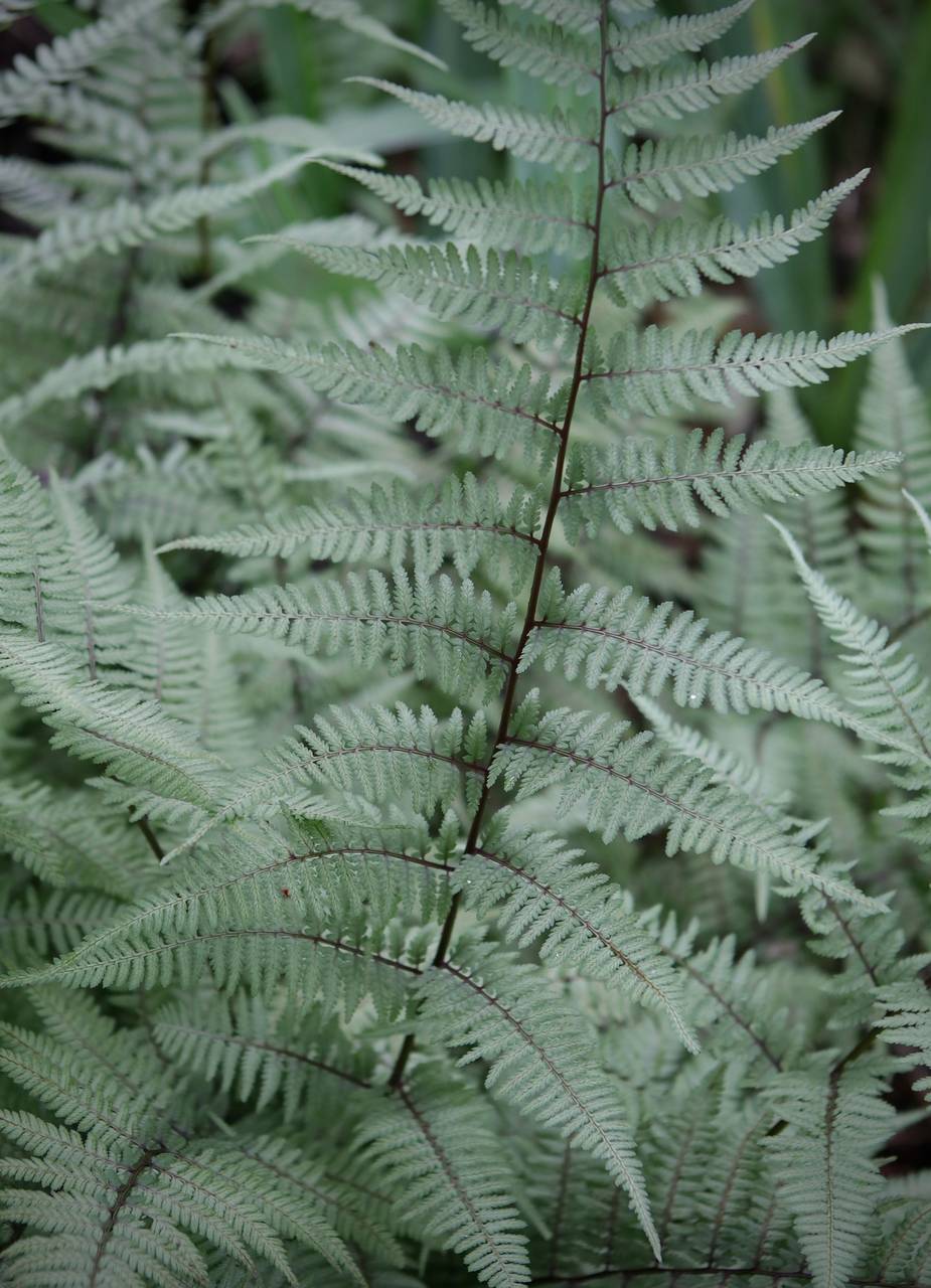Photo of Japanese Painted Fern